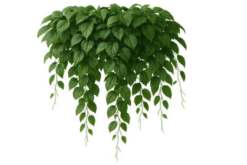 Poster - Realistic 3d rendering of a hanging vine plant with lush green leaves, isolated on a transparent background, perfect for architectural visualization or nature-themed designs