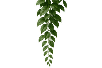 Poster - Hanging vine plant with lush green foliage, rendered realistically against transparent backdrop, ideal for botanical graphic compositions