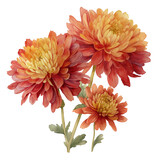 Watercolor illustration of vibrant chrysanthemum flowers in shades of orange, burgundy, and yellow, isolated on a white background, clear edges, botanical clipart style.