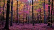© kucret - Autumnal forest scene shows vivid reds, yellows, and oranges in dense woodland setting