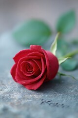 Poster - single rose placed on stone with engraved name