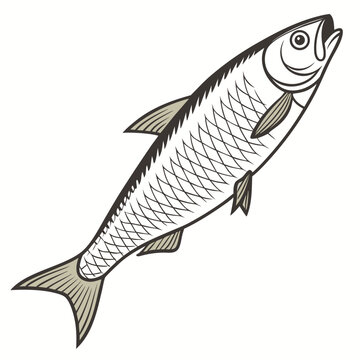 Herring  fish vector illustration perfect for posters, icon, t-shirts, cards, wall art prints and ai design.