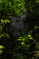 Spider on its web in the forest