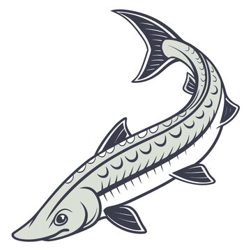 Dogfish  fish vector illustration perfect for posters, icon, t-shirts, cards, wall art prints and ai design.