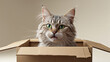 © ellinanova - Curious Cat Sitting in a Cardboard Box