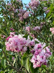 Wall Mural - Blooming lilac flowers in vibrant pink and purple shades against a clear blue sky background