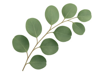 Fototapete - Eucalyptus branch with round green leaves isolated on transparent background, perfect for graphic design projects