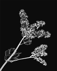 Poster - A black and white contour drawing of a delicate plant with detailed leaves and blooming flowers stands out against a dark background. The intricate linework highlights the natural beauty.