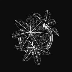 Poster - A black and white leaf drawing inside a circle on a dark background, featuring intricate details and unique textures. The contrast between the white leaf and black backdrop creates a bold.
