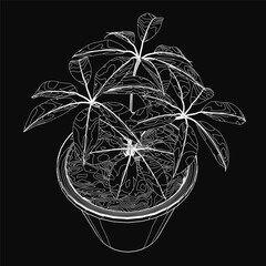 Poster - A black and white sketch of a potted plant with detailed leaves and stems, drawn in a contour style. The minimalist design stands out against a dark background.