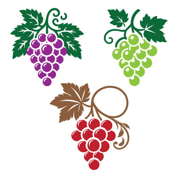 Grapes Silhouette Vector Illustration on White Background.