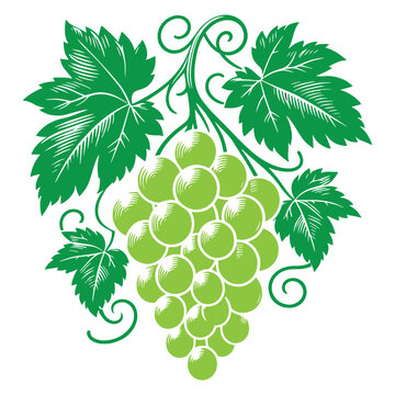 Grapes Silhouette Vector Illustration on White Background.