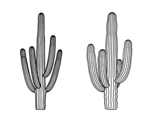 Poster - Two Saguaro Cacti Outline, Detailed Texture, Desert Plant Shapes, Botanical Illustration, Vector Illustration