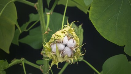 Wall Mural - The ripe cotton boll opening and revealing fluffy cotton flower. Opened cotton is ready for harvesting. Growing and harvesting cotton.
