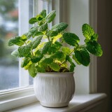 Mint plant growing in a white ceramic pot by the kitchen window