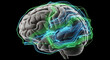 © xackry - 3D illustration of human brain with digital circuits, artificial intelligence theme