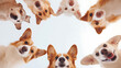 © photo for everything - A circle of adorable dogs curiously look down at the camera, with happy and inquisitive expressions on their faces. A heartwarming, playful moment.