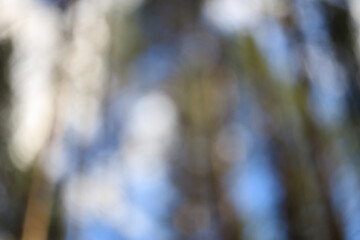 Wall Mural - A blurry image of trees with a blue sky in the background
