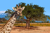 Giraffe stands in African savanna near baobab tree with Mount Kilimanjaro in background under clear blue sky. Wildlife, safari, nature. Animals of Africa, safari in Kenya.