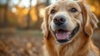 © wei - golden retriever portrait