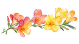 Watercolor freesia flowers in orange and yellow isolated on transparent background