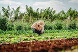 Farmer Tending to Crops in a Lush Green Field