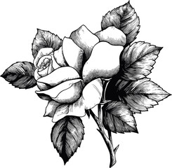 Poster - Intricate black and white illustration of a rose bloom with detailed shading. Vector illustration