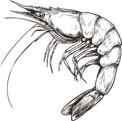 Poster - Black and white detailed illustration of a shrimp, concept art of crustacean. Vector illustration