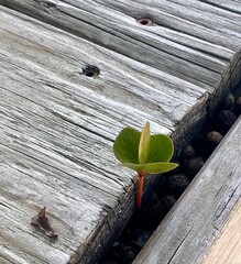 Small tree growing from a deck
