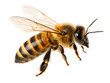 © Googl - A detailed close up of a honeybee with translucent wings against a black background in sharp focus