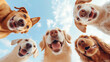 © photo for everything - A playful huddle of dogs looks down at the camera with bright eyes and happy expressions against a light blue sky, creating a cheerful and engaging visual.