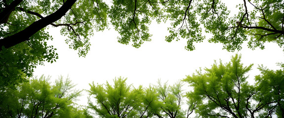 Fototapete - Lush green tree tops view element set on transparent background isolated on white background