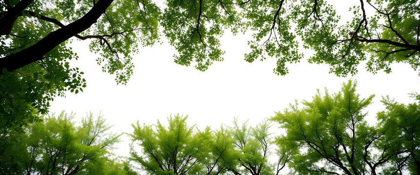 Lush green tree tops view element set on transparent background isolated on white background