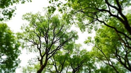 Fototapete - Lush green tree tops view element set on transparent background isolated on white background