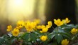 © Judith - yellow flowers of ranunculus ficaria in a humid forest common buttercup yellow spring flowers