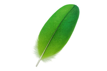 Poster - Vibrant green feather with delicate white base, isolated on a transparent background, perfect for nature-themed designs