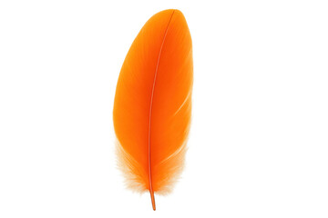 Poster - Close-up of a vibrant orange feather isolated on a transparent background, showcasing its delicate details and vibrant color