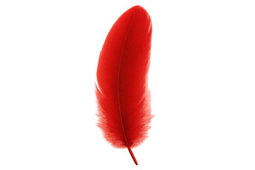 Poster - Vibrant red feather levitating against transparent backdrop, highlighting delicate texture and dynamic visual potential for creative design work