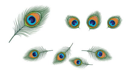 Poster - Composition of several peacock feathers with vibrant colors scattered on a white background view