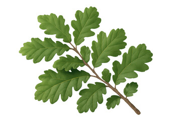 Fototapete - Green oak leaves growing on a small branch, isolated on transparent background, ideal for photocompositions