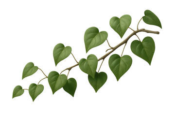 Fototapete - Realistic botanical illustration featuring verdant green foliage branch, transparently rendered for natural graphic design elements