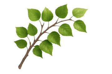 Fototapete - Realistic illustration of a birch tree branch with vibrant green leaves, isolated on a transparent background, perfect for nature-themed designs