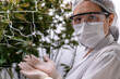 © ultramansk - A researcher inspects cannabis plants in a high tech indoor facility, using digital technology for data analysis. Advancements in medical cannabis are shaping the future of sustainable cultivation.