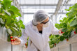 © ultramansk - A worker in full protective gear harvests ripe strawberries, ensuring food safety and hygiene in a modern greenhouse. Concept for quality control and clean eating.