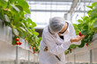 © ultramansk - A worker in full protective gear harvests ripe strawberries, ensuring food safety and hygiene in a modern greenhouse. Concept for quality control and clean eating.