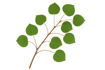 Fototapete - Realistic illustration of a branch with green aspen leaves, isolated on a transparent background, perfect for nature-themed designs