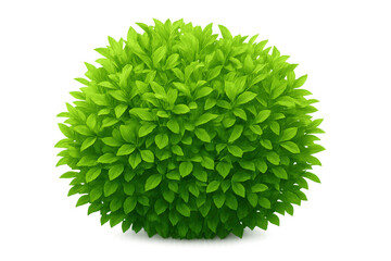 Fototapete - Dense spherical evergreen shrub, neatly trimmed, creating symmetrical garden element against clean white backdrop