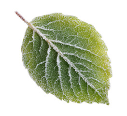 Wall Mural - Frozen blue autumn leaf isolated on transparent background