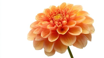 Poster - A vibrant dahlia flower showcases soft orange and yellow petals, illuminated in bright daylight, standing tall with a green stem. The image highlights its delicate beauty.