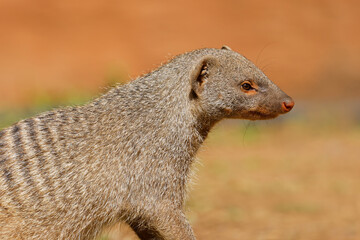 Wall Mural - portrait of a banded mongoose (mungos mungo), chobe national park, botswana